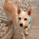 Angel Tree: Phoebe - Modern Companion