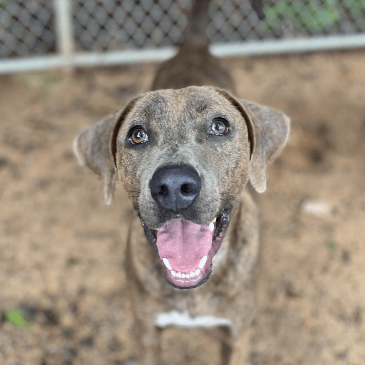 Angel Tree: Sandwich - Modern Companion