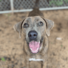 Angel Tree: Sandwich - Modern Companion