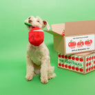 Apple Nosework Toy - Modern Companion