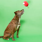 Apple Nosework Toy - Modern Companion