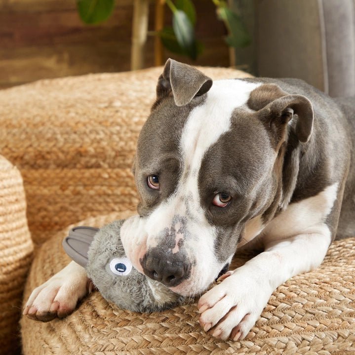 Bark Hare Raiser Rabbit - Modern Companion