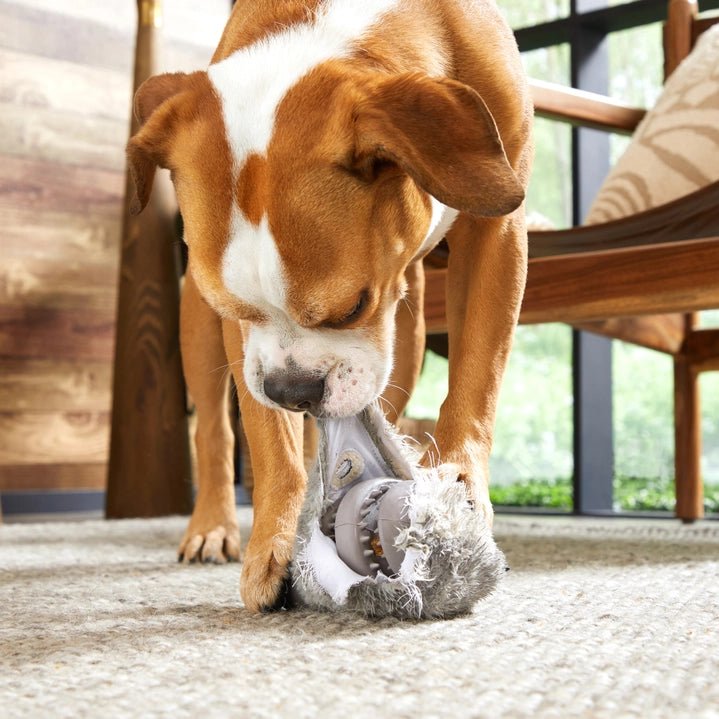 Bark Hare Raiser Rabbit - Modern Companion