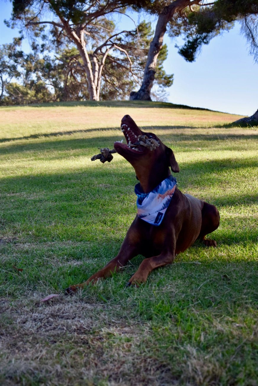 Braided Lamb Collagen Knot Chews - Modern Companion