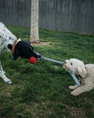 Bungee Handler Toy - Modern Companion