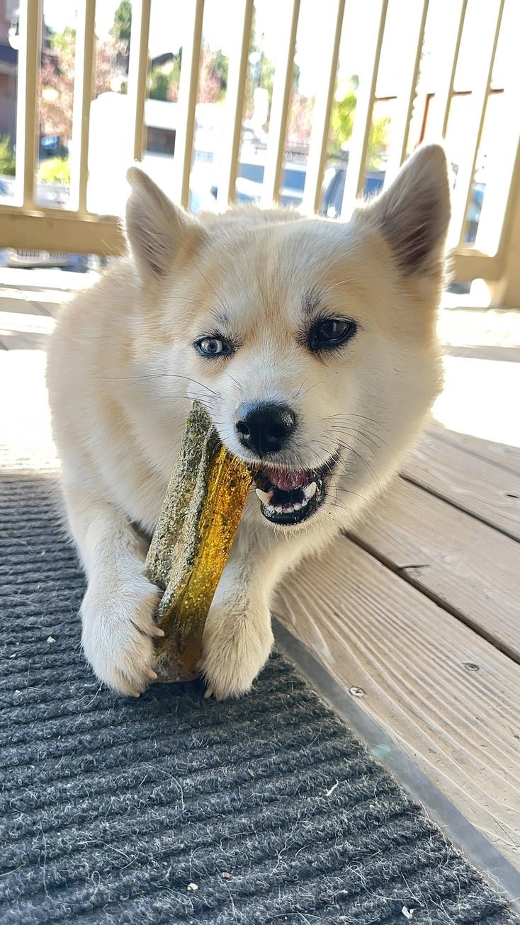 Collagen Pork Parsley Chew - Modern Companion