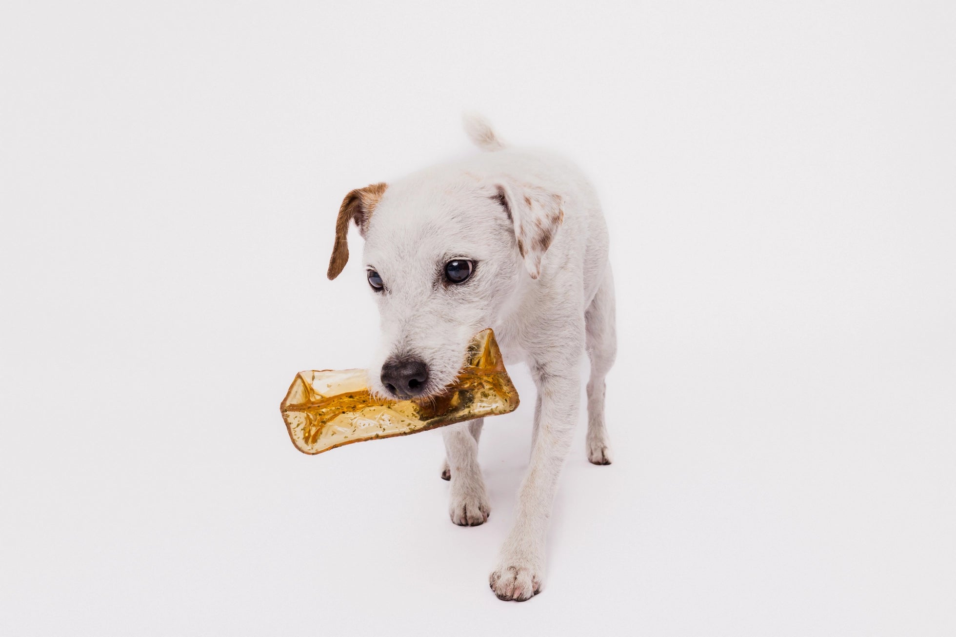 Collagen Pork Parsley Chew - Modern Companion