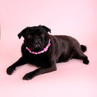 Flower Beaded Pet Collar - Modern Companion
