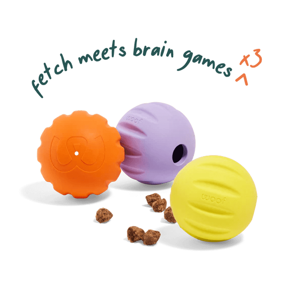 Flyball 3 Pack - Modern Companion