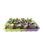 Forage Mat Solico Succulent Purple - Modern Companion