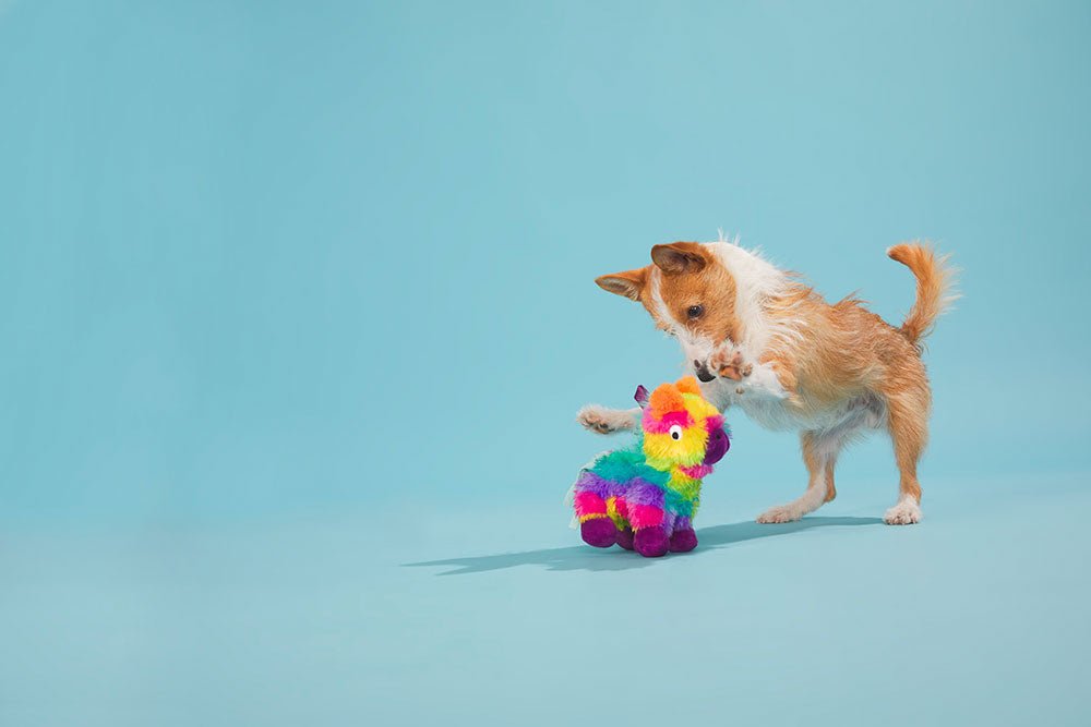 Full O' Fluff Pinata - Modern Companion