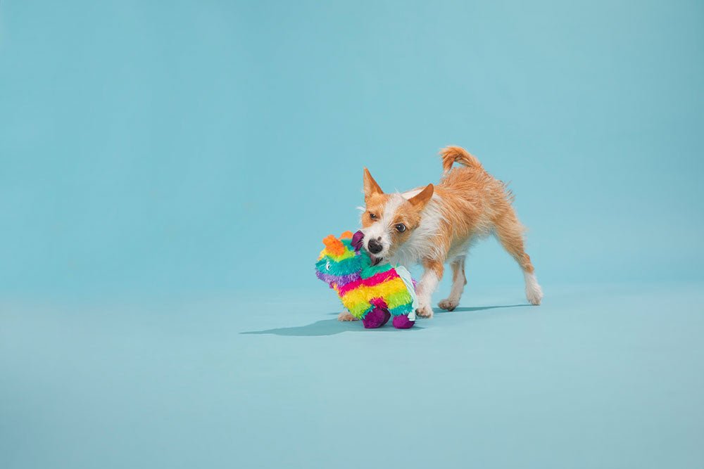 Full O' Fluff Pinata - Modern Companion