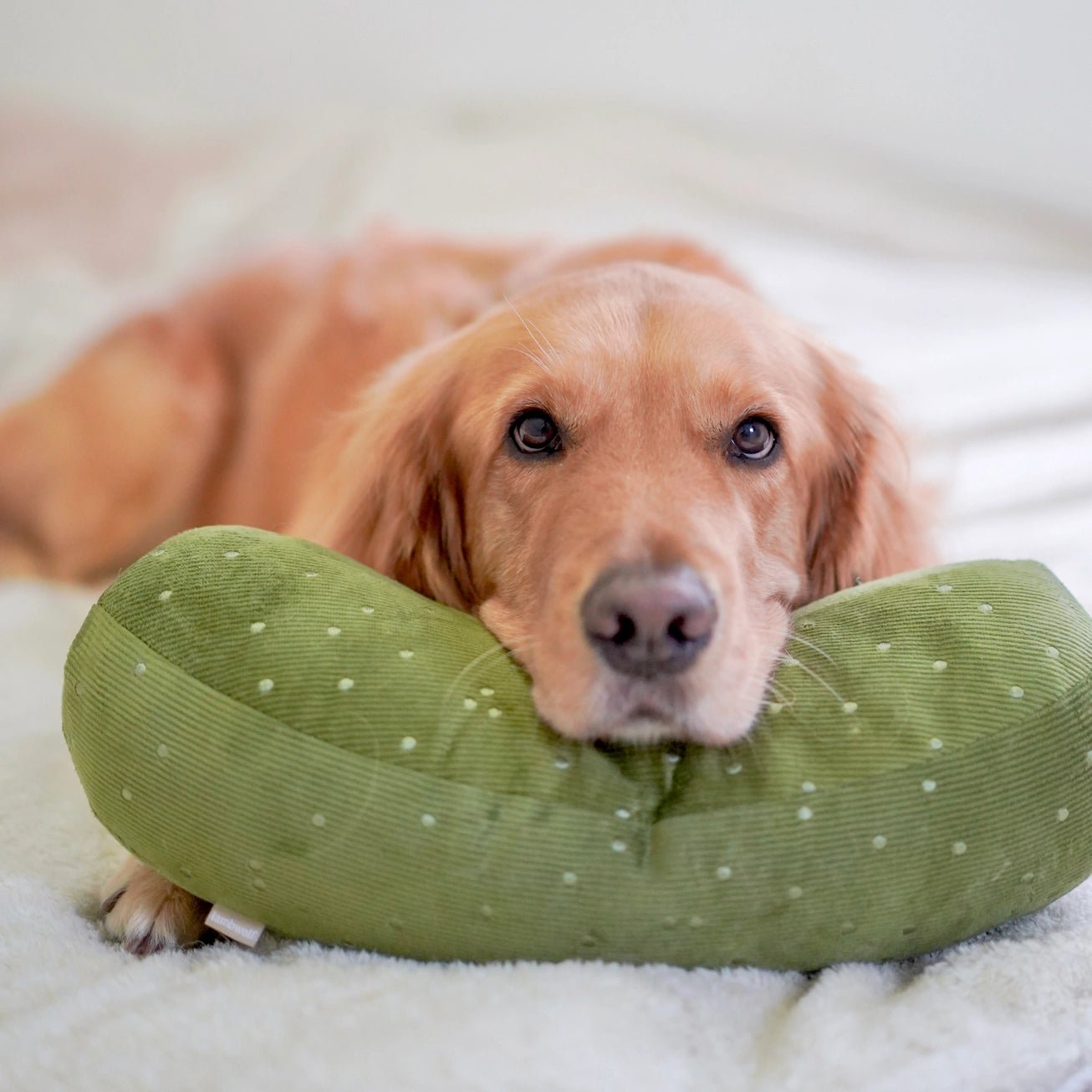 Giant Pickle Toy - Modern Companion