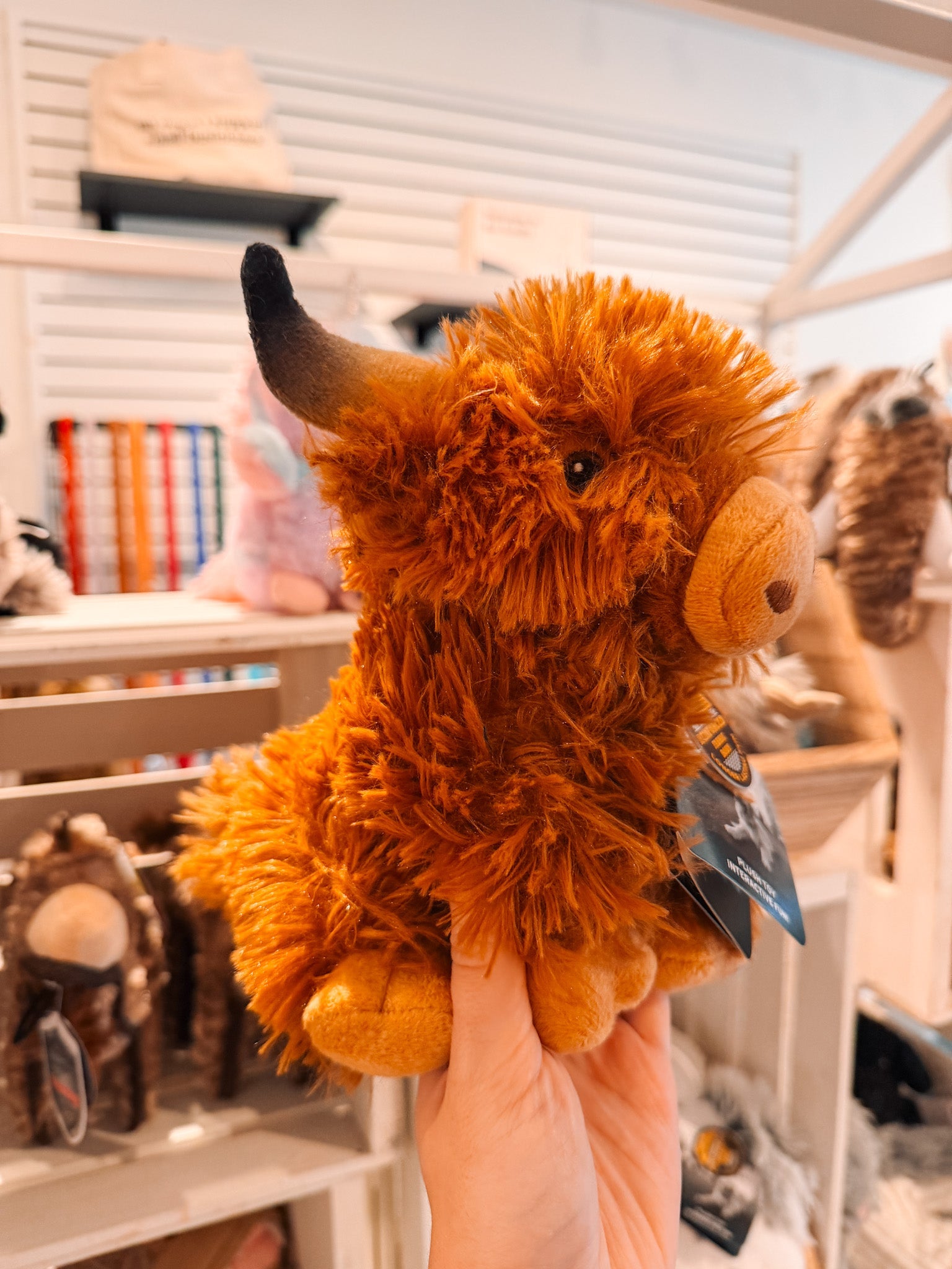 Highland Cow - Modern Companion