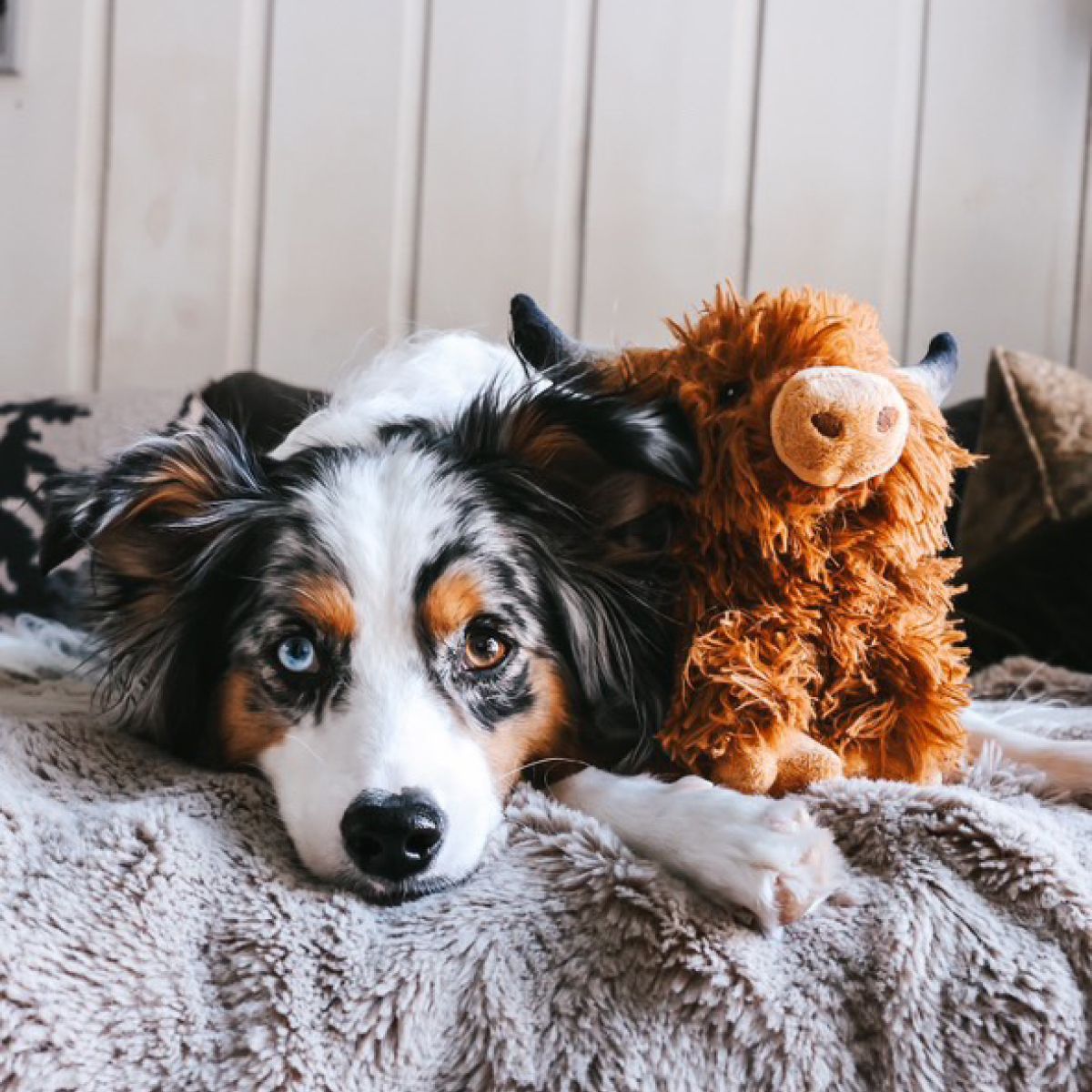 Highland Cow - Modern Companion