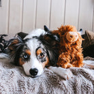 Highland Cow - Modern Companion
