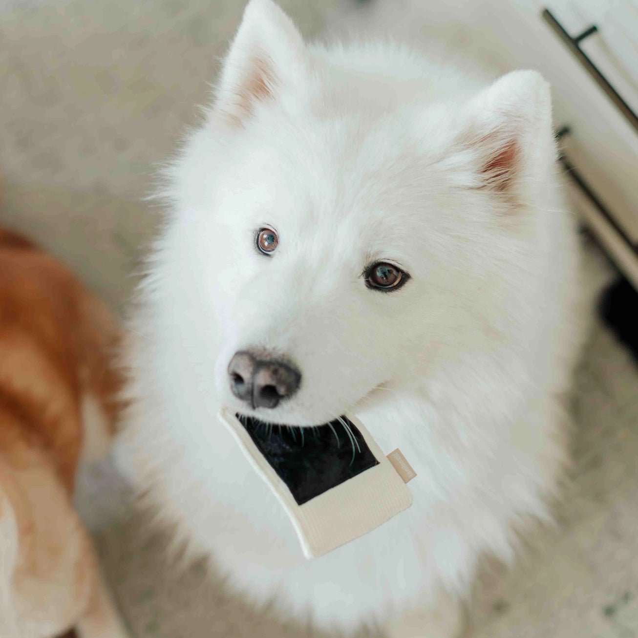 Instant Camera Enrichment Toy - Modern Companion