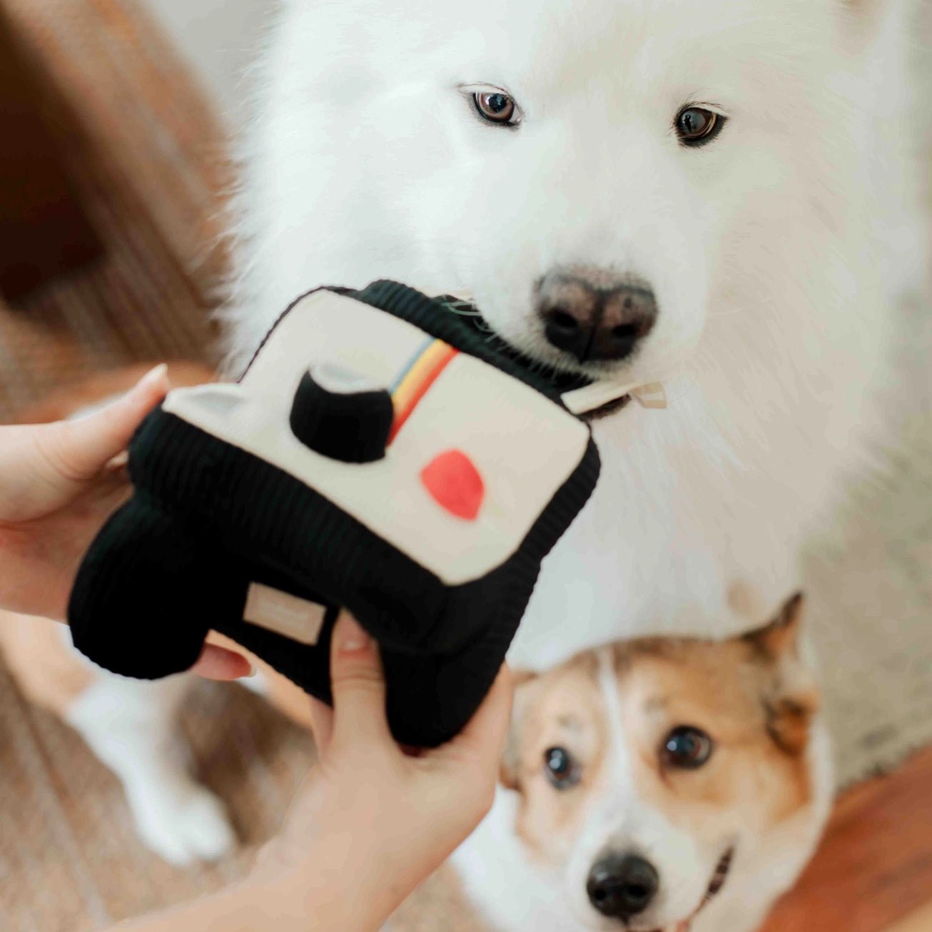 Instant Camera Enrichment Toy - Modern Companion