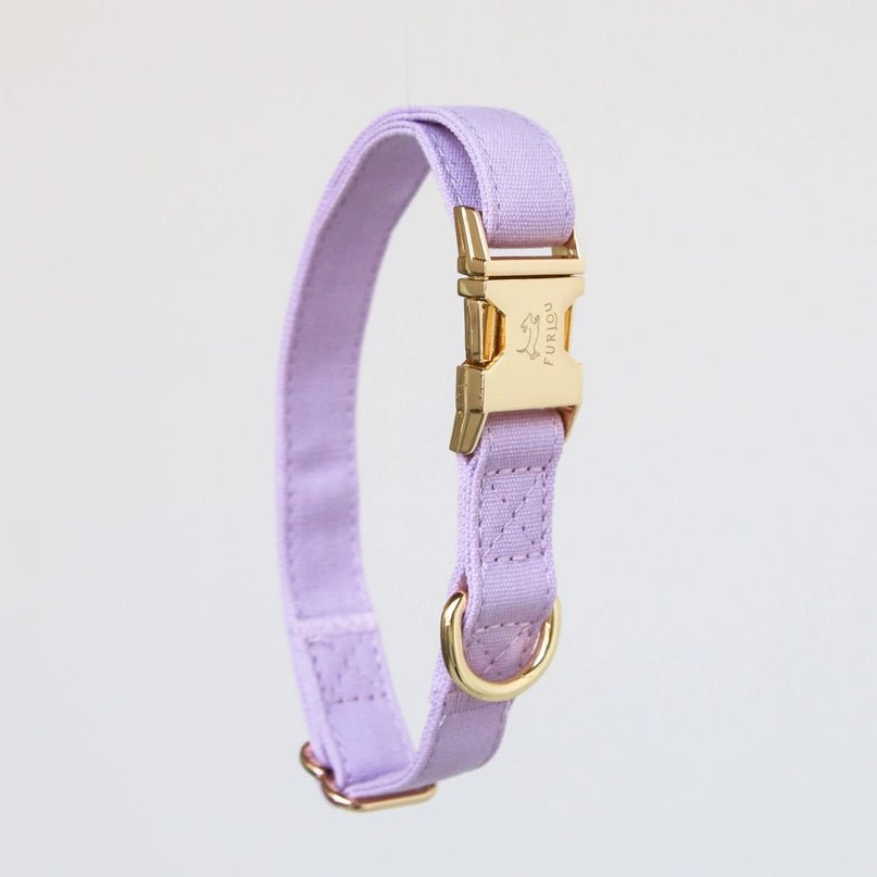 Lavender Collar - Modern Companion