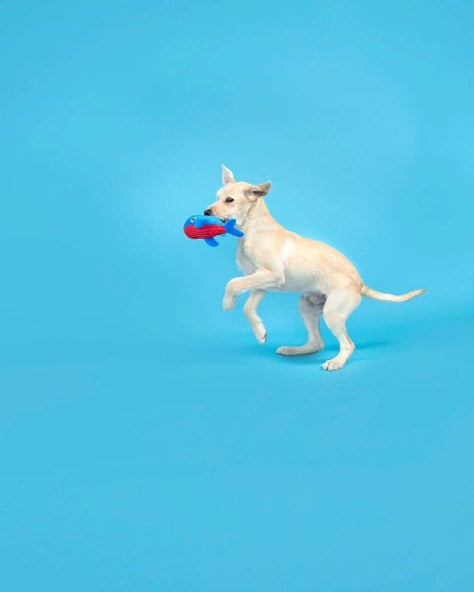 Moby Lick Toy - Modern Companion