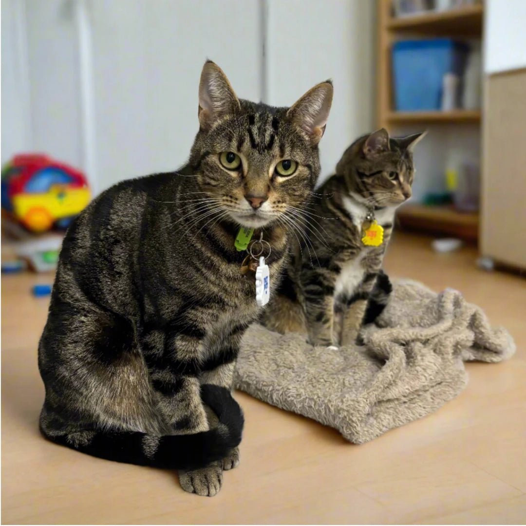 NATPAT Pet Locket Collar Sticker Locket - Modern Companion