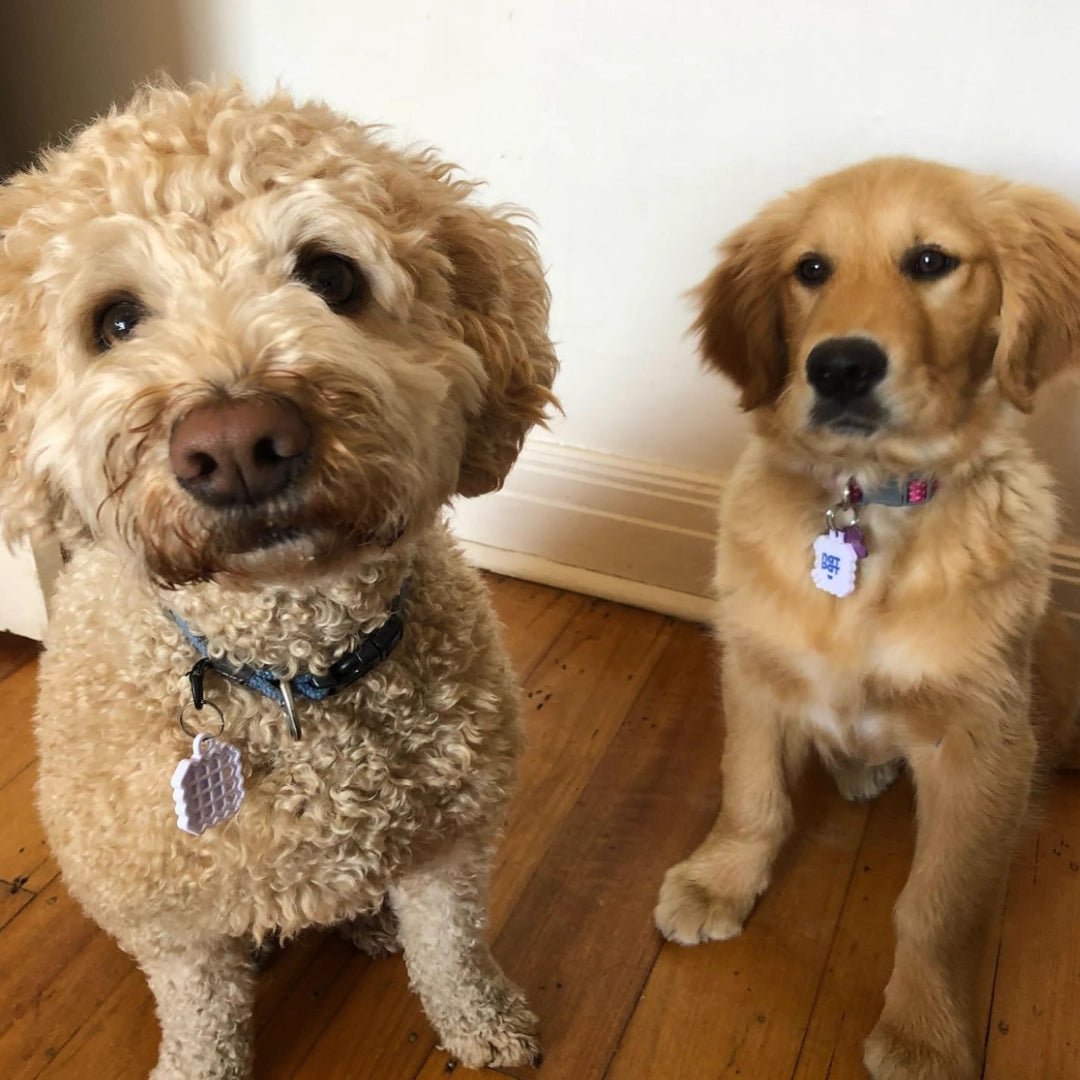 Natural Calming & Anti - Anxiety Pet Stickers - Modern Companion