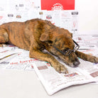 Newspaper Nosework Toy - Modern Companion