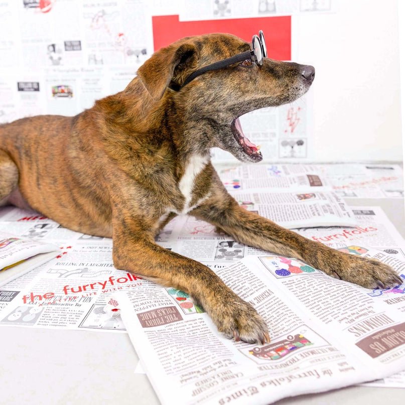 Newspaper Nosework Toy - Modern Companion