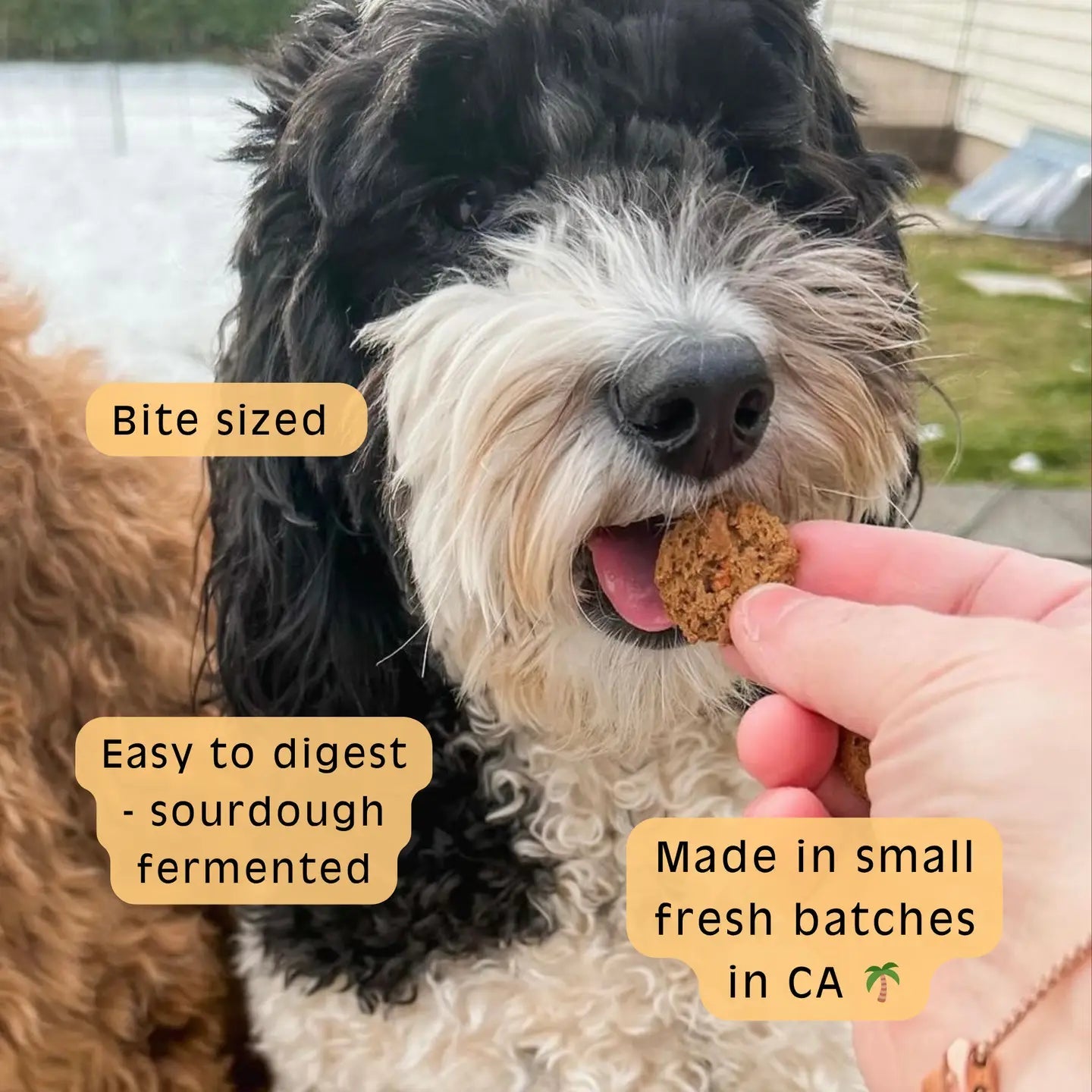 Pupkin Pie Pumpkin Sourdough Treats - Modern Companion