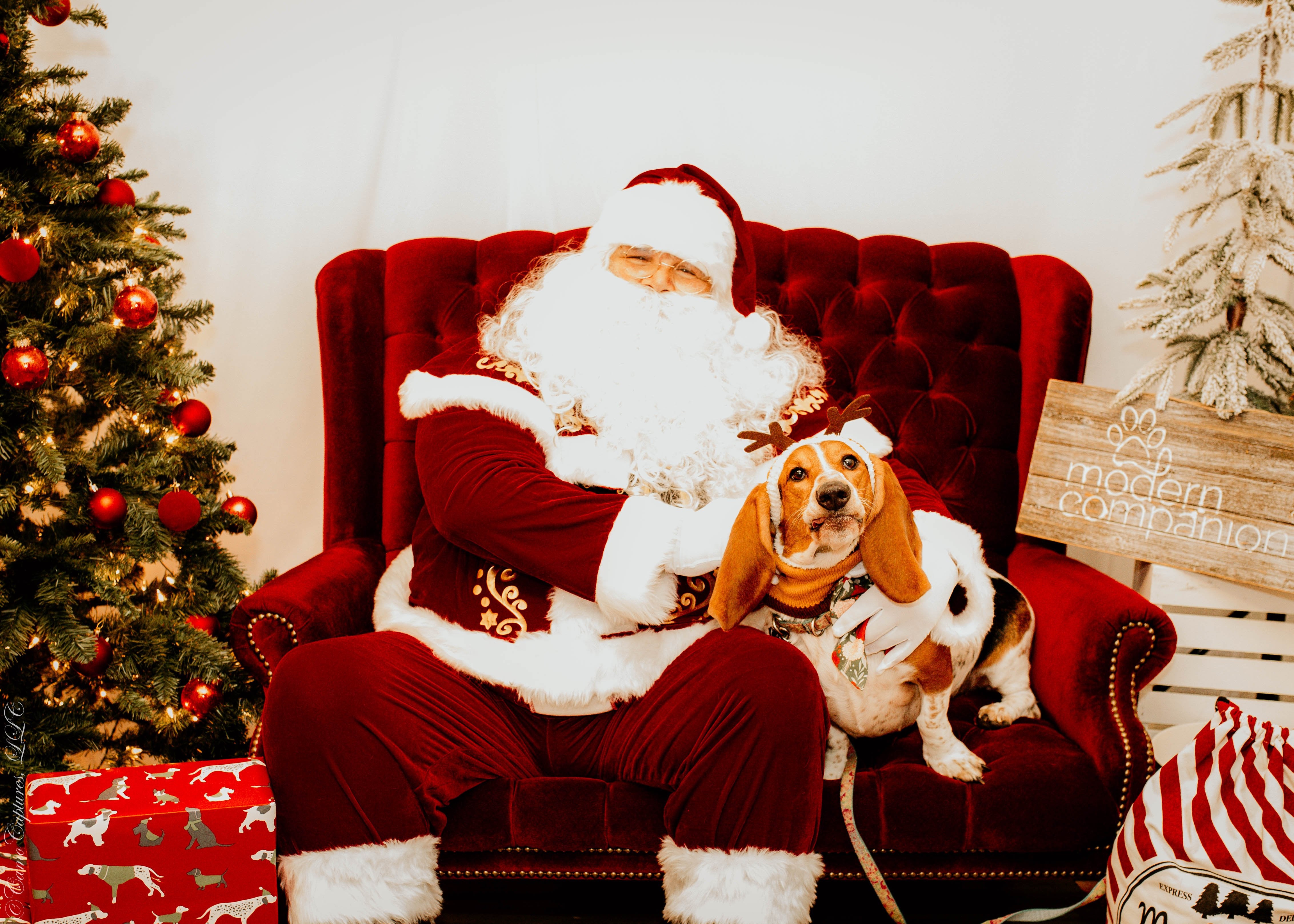 Santa Paws Photos at Modern Companion - Modern Companion