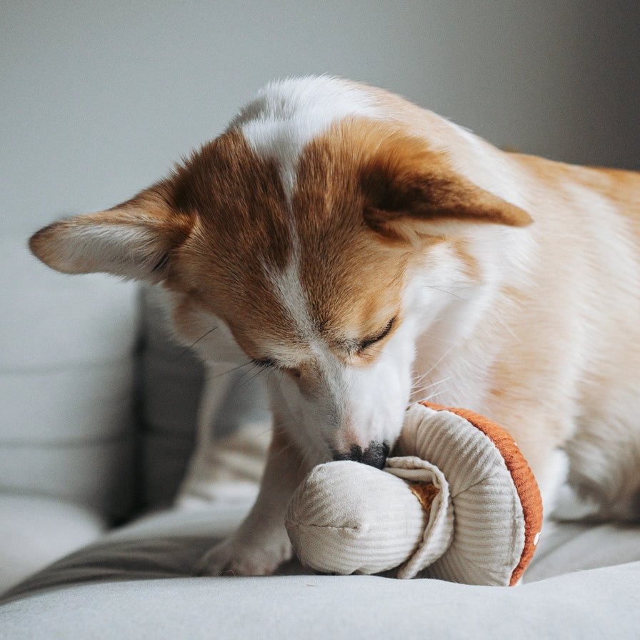 Shroom Dog Toy - Modern Companion