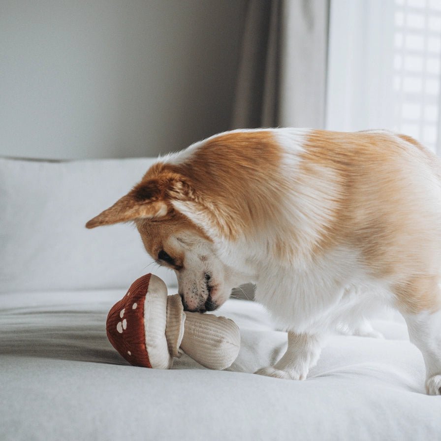 Shroom Dog Toy - Modern Companion