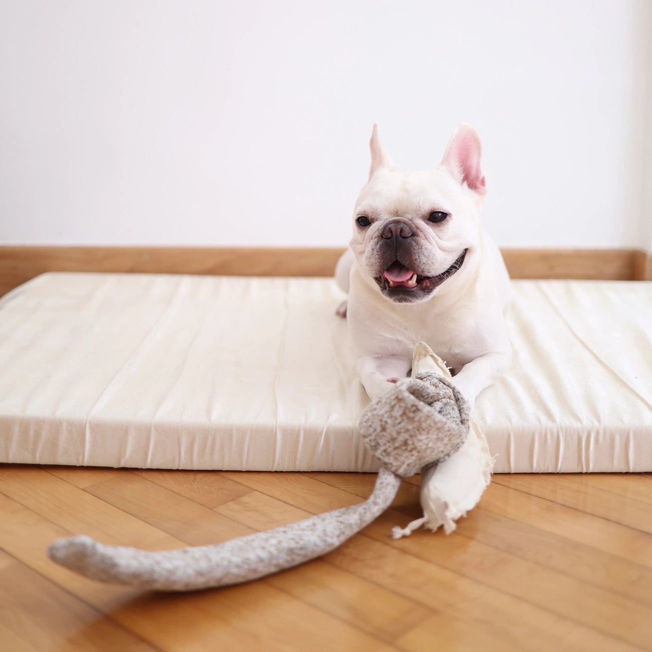 Snail Enrichment Toy - Modern Companion