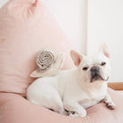 Snail Enrichment Toy - Modern Companion