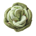 Snuffle Cabbage Nosework Toy - Modern Companion