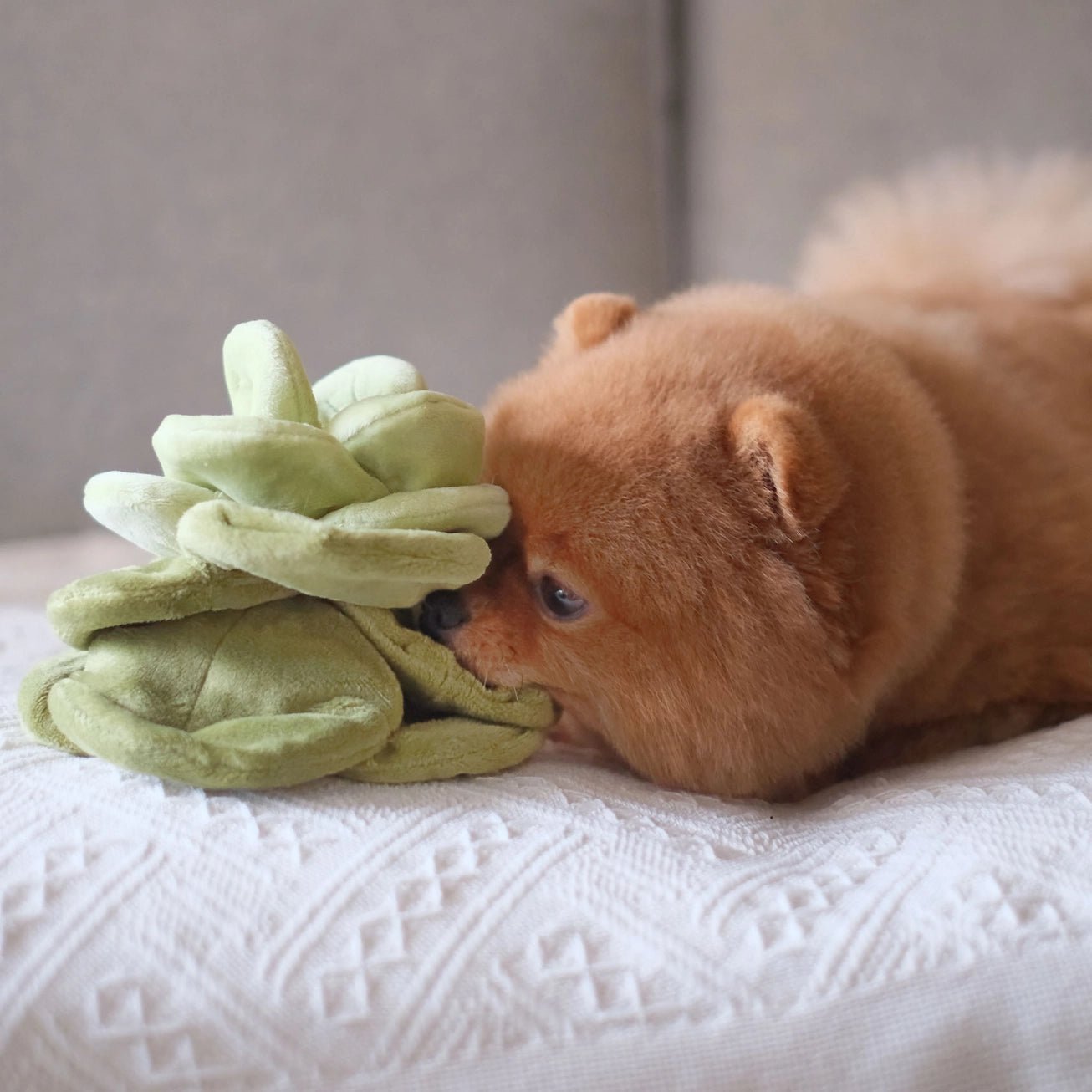 Snuffle Cabbage Nosework Toy - Modern Companion