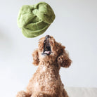 Snuffle Cabbage Nosework Toy - Modern Companion