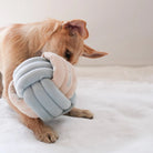 Snuffle Knot Nosework Toy - Modern Companion