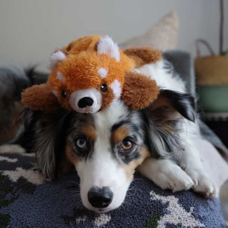 Stuffless Red Panda - Modern Companion