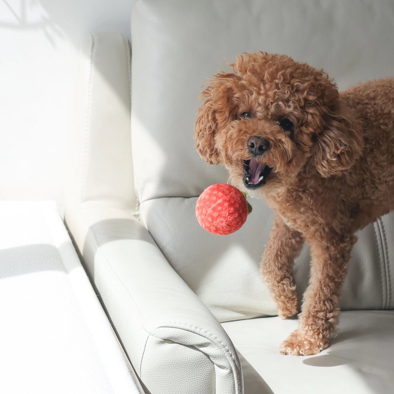 Tomato Soup Nosework Toy - Modern Companion