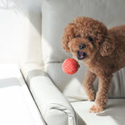 Tomato Soup Nosework Toy - Modern Companion