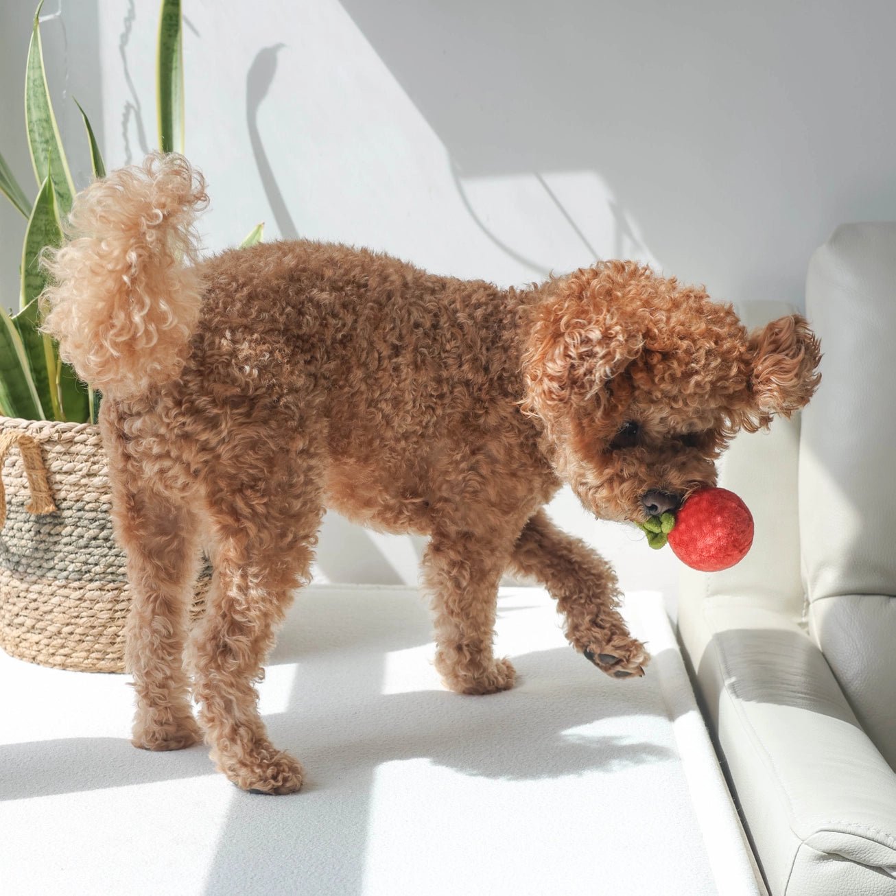 Tomato Soup Nosework Toy - Modern Companion