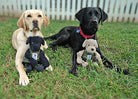 Warrior Canine Connection Lab Knottie® Plush Toy - Modern Companion