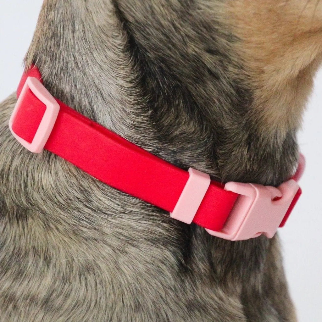 Cherry Two-Tone Collar - Modern Companion