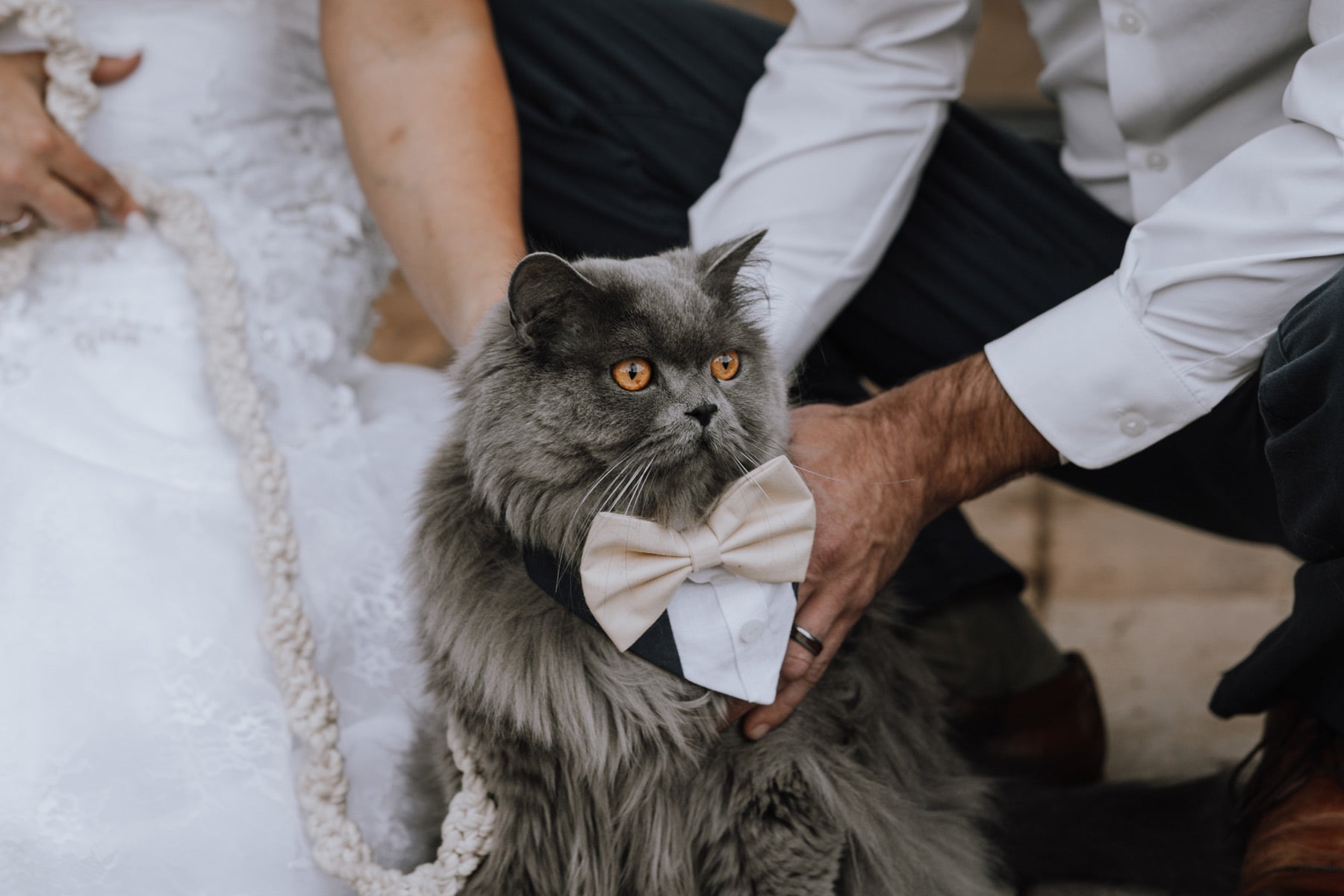 Customizable Tuxedo Pet Bandanas - Modern Companion