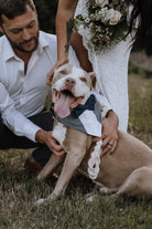 Customizable Tuxedo Pet Bandanas - Modern Companion