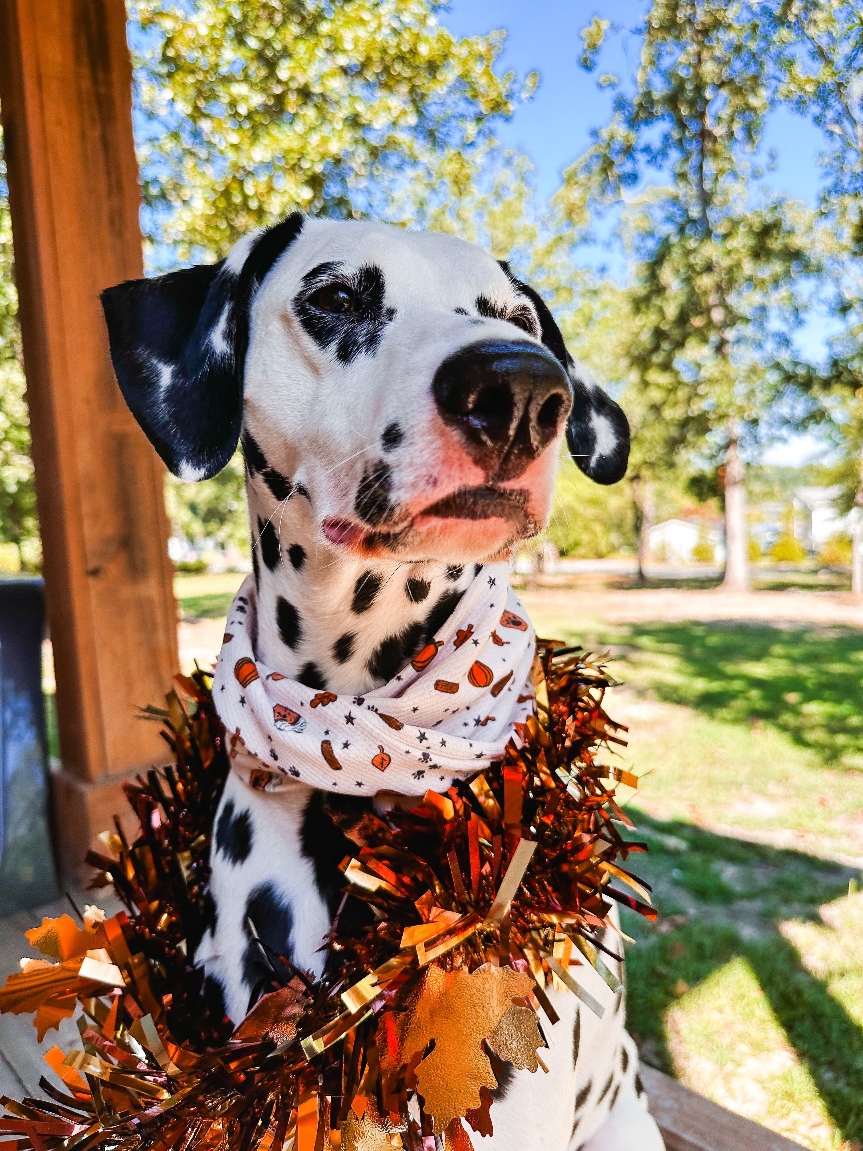 Fall Pup Cups Pet Scarf - Modern Companion