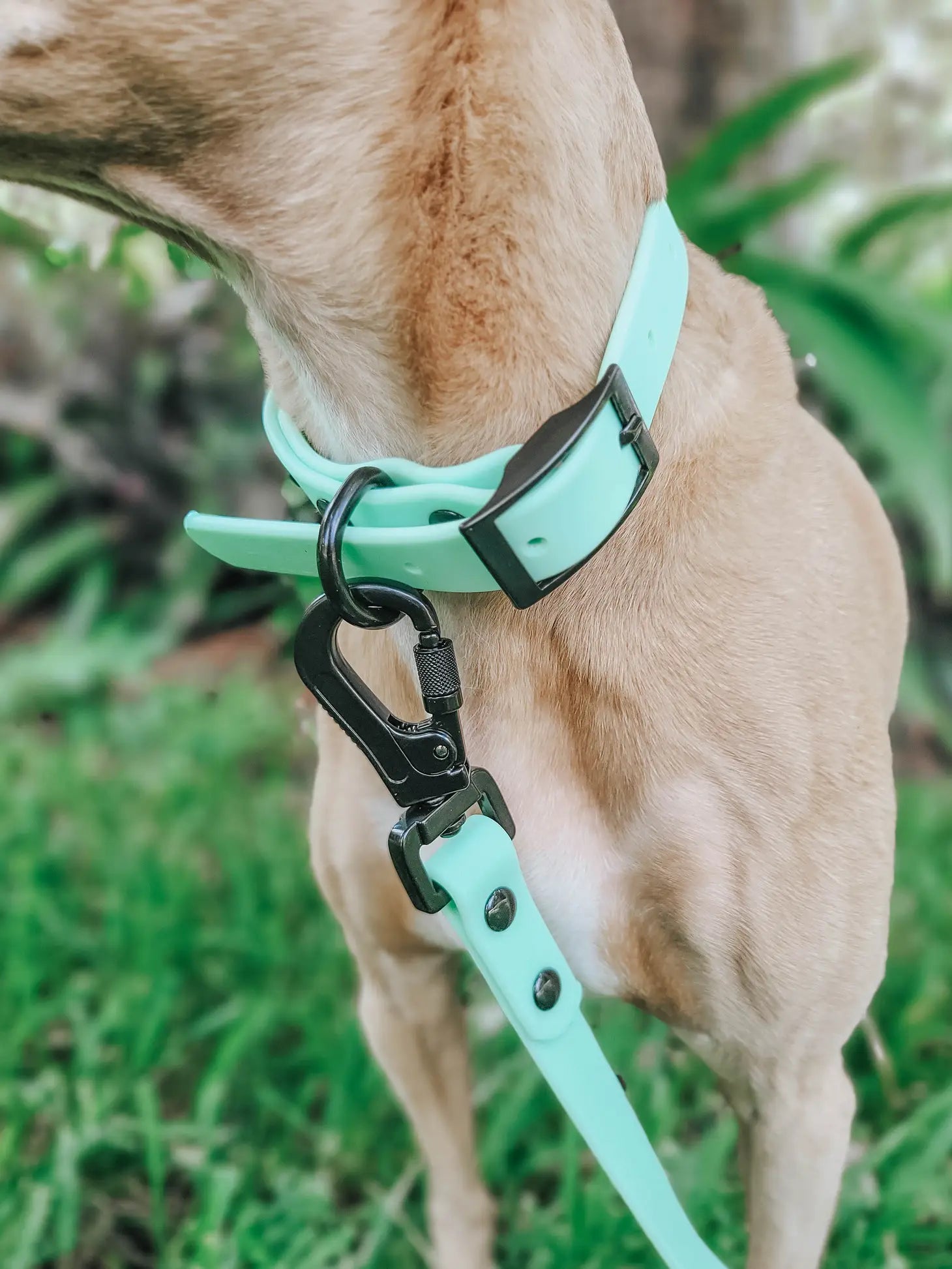 Green waterproof dog sales collar