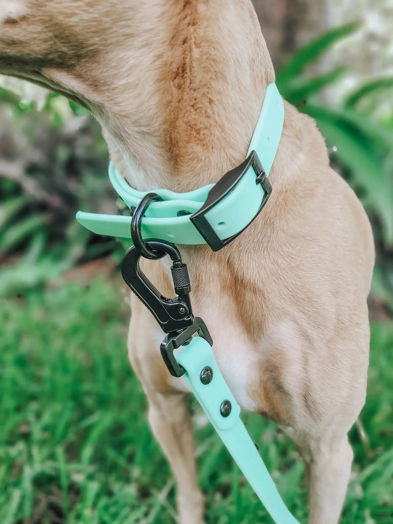 Green Buckle Waterproof Pet Collar - Modern Companion