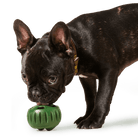 Limited Edition Lavender Pupsicle - Modern Companion